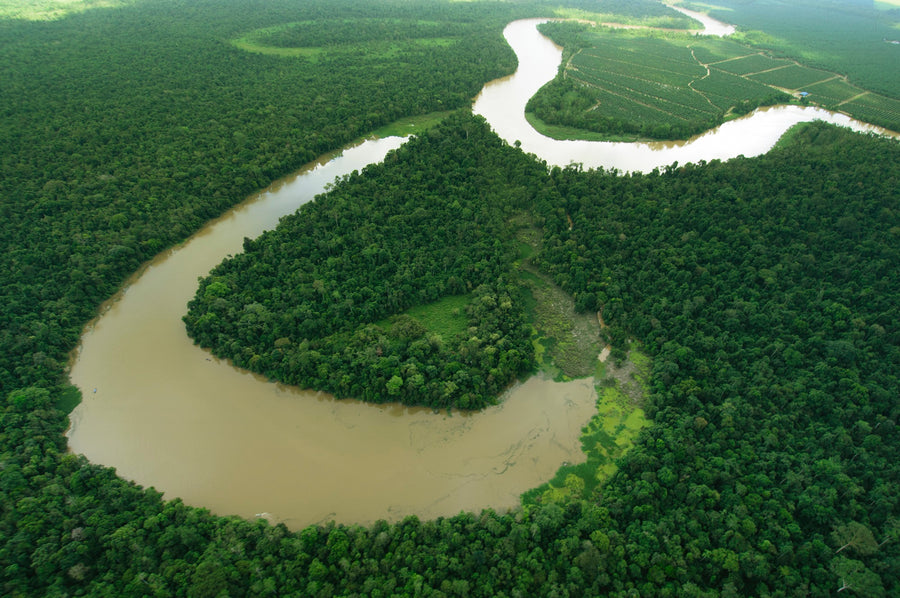 3D2N Bilit Rainforest Lodge - Sepilok Orangutan / Kinabatangan River / Gomantong Cave / Sandakan