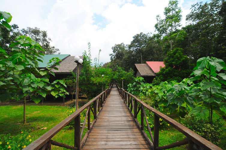 3D2N Bilit Rainforest Lodge - Sepilok Orangutan / Kinabatangan River / Gomantong Cave / Sandakan