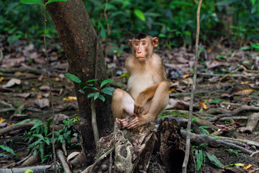 4D3N Bilit Rainforest Lodge - Sepilok Orangutan / Kinabatangan River / Gomantong Cave / Sandakan