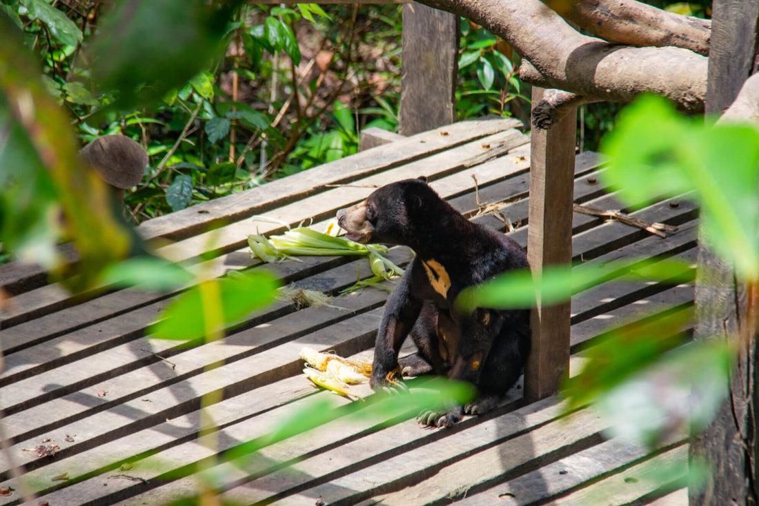 2D1N Bilit Rainforest Lodge - Sepilok Orangutan / Kinabatangan River / Gomantong Cave / Sandakan