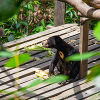 2D1N Bilit Rainforest Lodge - Sepilok Orangutan / Kinabatangan River / Gomantong Cave / Sandakan