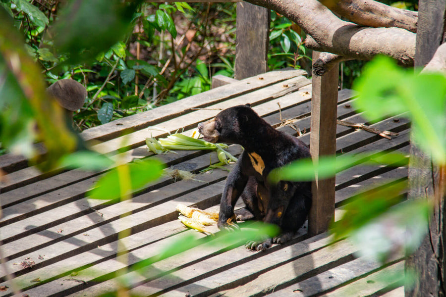 3D2N Bilit Rainforest Lodge - Sepilok Orangutan / Kinabatangan River / Gomantong Cave / Sandakan