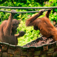 3D2N Bilit Rainforest Lodge - Sepilok Orangutan / Kinabatangan River / Gomantong Cave / Sandakan