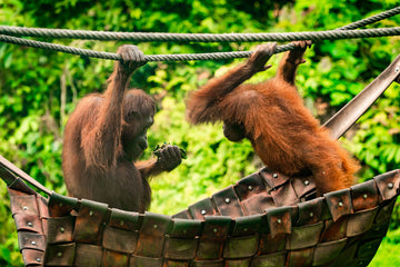 3D2N Bilit Rainforest Lodge - Sepilok Orangutan / Kinabatangan River / Gomantong Cave / Sandakan